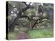 Morning Light Illuminating the Moss Covered Oak Trees in Florida-Sheila Haddad-Premier Image Canvas