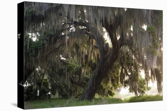 Morning Light Illuminating the Moss Covered Oak Trees in Florida-Sheila Haddad-Premier Image Canvas