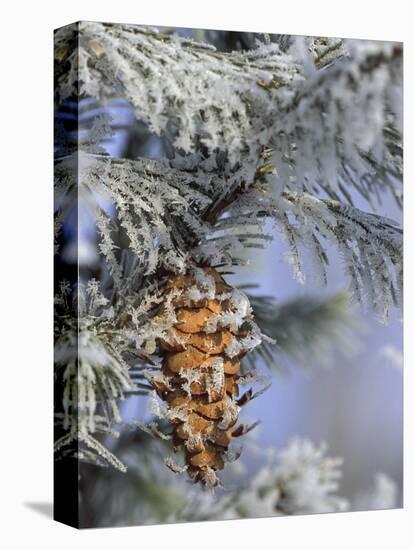 Morning Light on Balsam Fir Cone with Frost, Michigan, USA-Mark Carlson-Premier Image Canvas