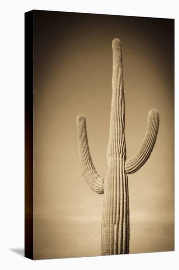 Morning Light on Saguaro Cactus under Gates Pass, Tucson Mountain Park, Arizona, Usa-Russ Bishop-Premier Image Canvas