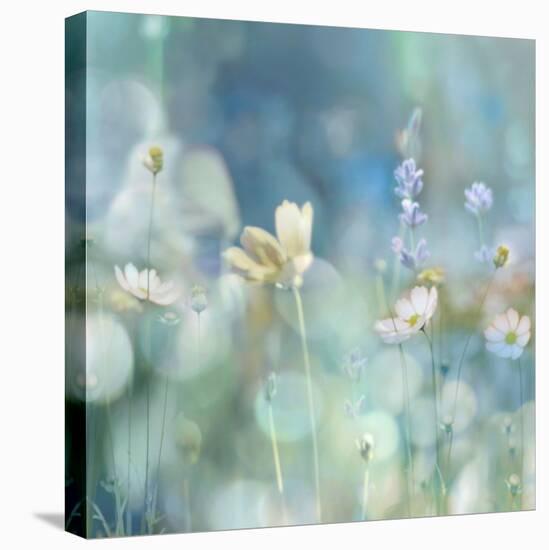 Morning Meadow II-Kate Carrigan-Stretched Canvas