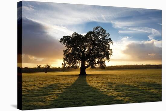 Morning Meadow-Joseph Eta-Stretched Canvas