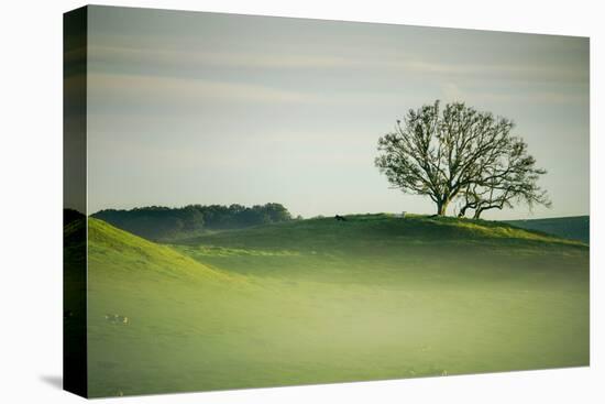 Morning Mist and Tree, Petaluma, Sonoma County, California-Vincent James-Premier Image Canvas