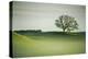 Morning Mist and Tree, Petaluma, Sonoma County, California-Vincent James-Premier Image Canvas