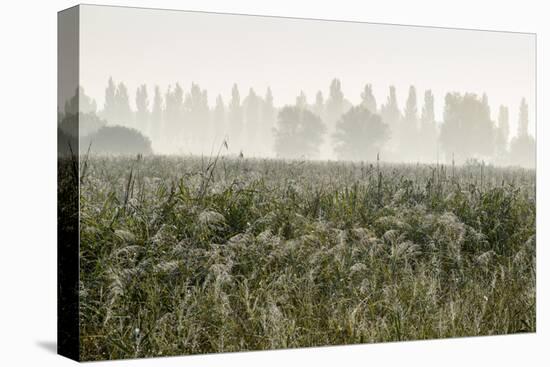 Morning Mood Nature Reserve Radolfzelleraachried, Lake of Constance, Baden-Wurttemberg, Germany-Ernst Wrba-Premier Image Canvas