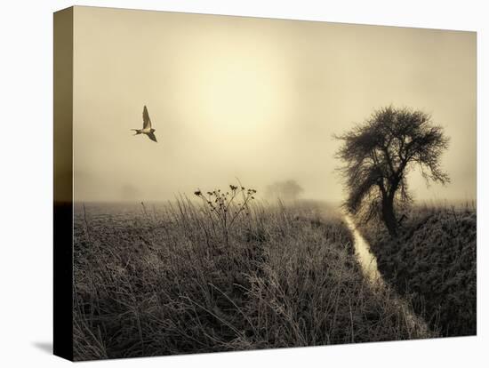 Morning Mood-Kent Mathiesen-Premier Image Canvas