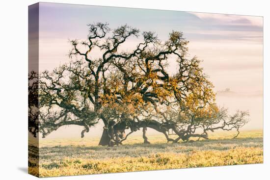 Morning Oak and Mist, Petaluma Trees, Sonoma County, Bay Area-Vincent James-Premier Image Canvas