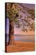 Morning Tree, South Lake Tahoe-Vincent James-Premier Image Canvas
