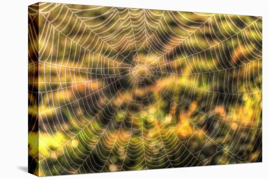 Morning Web-Robert Goldwitz-Premier Image Canvas