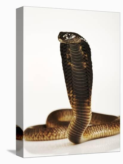 Moroccan Cobra-Martin Harvey-Premier Image Canvas