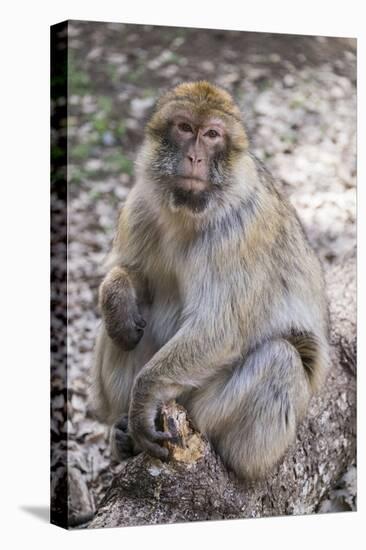 Morocco. An adult macaque monkey in the cedar forests of the Atlas Mountains.-Brenda Tharp-Premier Image Canvas