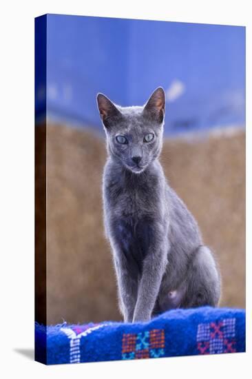 Morocco, Chefchaouen. a Female Cat Looks on in Curiosity-Brenda Tharp-Premier Image Canvas