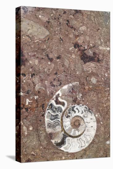 Morocco, Erfoud. Details of ammonites, and other fossils exposed on a cut slab of stone.-Brenda Tharp-Premier Image Canvas