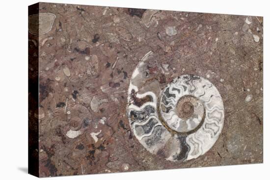 Morocco, Erfoud. Details of ammonites, and other fossils exposed on a cut slab of stone.-Brenda Tharp-Premier Image Canvas
