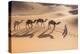 Morocco, Erg Chegaga Is a Saharan Sand Dune-Emily Wilson-Premier Image Canvas