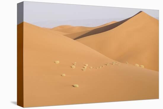 Morocco, Erg Chegaga, Souss-Massa-Draa Area, Saharan Sand Dunes-Emily Wilson-Premier Image Canvas