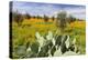 Morocco, Marrakech. Springtime landscape of flowers, olive trees and giant prickly pear cactus.-Brenda Tharp-Premier Image Canvas