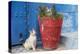 Morocco, Rabat, Sale, Kasbah Des Oudaias, Cats Hanging Out by a Potted Plant-Emily Wilson-Premier Image Canvas