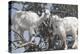 Morocco, Road to Essaouira, Goats Climbing in Argan Trees-Emily Wilson-Premier Image Canvas