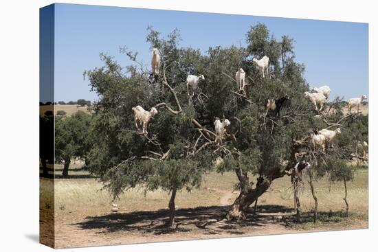 Morocco, Road to Essaouira, Goats Climbing in Argan Trees-Emily Wilson-Premier Image Canvas