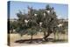 Morocco, Road to Essaouira, Goats Climbing in Argan Trees-Emily Wilson-Premier Image Canvas