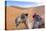 Morocco, Sahara Desert Sand Dunes Close Up of Camel for Rides-Bill Bachmann-Premier Image Canvas