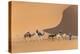 Morocco. Tourists ride camels in Erg Chebbi in the Sahara desert.-Brenda Tharp-Premier Image Canvas