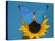 Morpho Anaxibia Butterfly on Flowers-Darrell Gulin-Premier Image Canvas