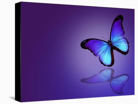 Morpho Blue Butterfly on Dark Blue Background-suns_luck-Stretched Canvas