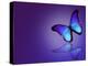 Morpho Blue Butterfly on Dark Blue Background-suns_luck-Stretched Canvas