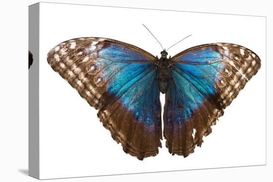 Morpho butterfly on white background. Costa Rica-Nick Hawkins-Premier Image Canvas