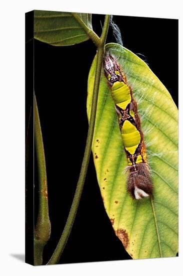 Morpho Menelaus (Menelaus Blue Morpho) - Caterpillar-Paul Starosta-Premier Image Canvas