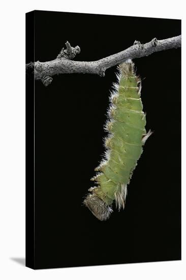 Morpho Peleides (Blue Morpho) - Caterpillar Pupating-Paul Starosta-Premier Image Canvas