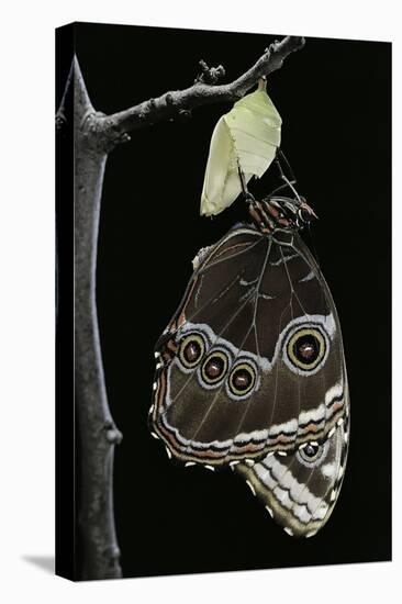 Morpho Peleides (Blue Morpho) - Emerging from Pupa-Paul Starosta-Premier Image Canvas