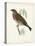 Morris Linnet-Reverend Francis O. Morris-Stretched Canvas