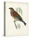 Morris Linnet-Reverend Francis O. Morris-Stretched Canvas