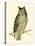 Morris Mottled Owl-Reverend Francis O. Morris-Stretched Canvas