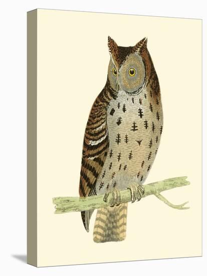 Morris Mottled Owl-Reverend Francis O. Morris-Stretched Canvas