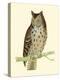 Morris Mottled Owl-Reverend Francis O. Morris-Stretched Canvas