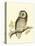 Morris Tengmalm's Owl-Reverend Francis O. Morris-Stretched Canvas