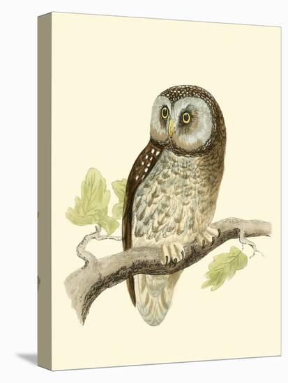 Morris Tengmalm's Owl-Reverend Francis O. Morris-Stretched Canvas