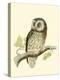 Morris Tengmalm's Owl-Reverend Francis O. Morris-Stretched Canvas
