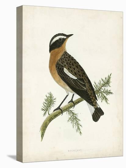 Morris Whinchat-Reverend Francis O. Morris-Stretched Canvas