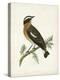 Morris Whinchat-Reverend Francis O. Morris-Stretched Canvas