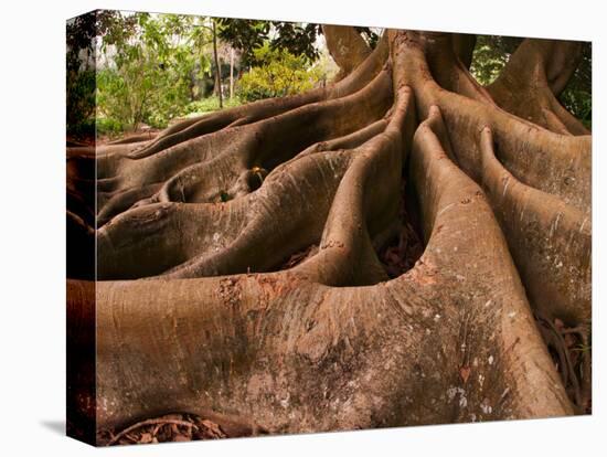 Morton Bay Fig Tree, Selby Gardens, Sarasota, Florida-Adam Jones-Premier Image Canvas