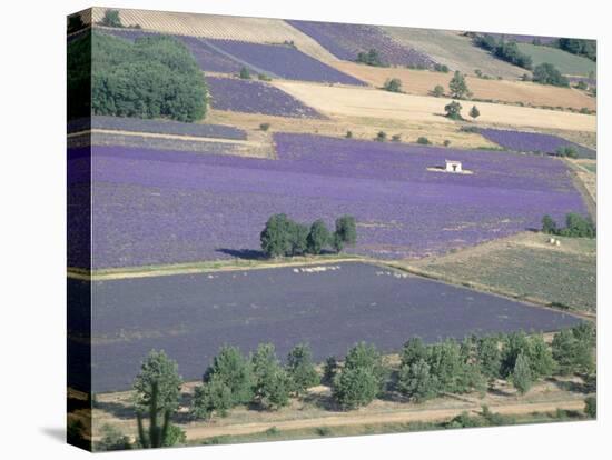 Mosaic of Fields of Lavander Flowers Ready for Harvest, Sault, Provence, France, June 2004-Inaki Relanzon-Premier Image Canvas