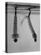 Mosquito Larvae Hanging Upside Down from Snorkel-Like Breathing Tubes-J^ R^ Eyerman-Premier Image Canvas