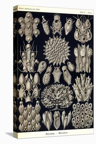 Moss Animals-Ernst Haeckel-Stretched Canvas