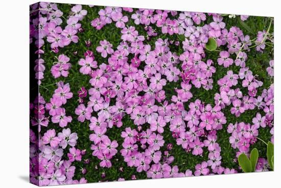 Moss Campion (Silene Acaulis)-Bob Gibbons-Premier Image Canvas