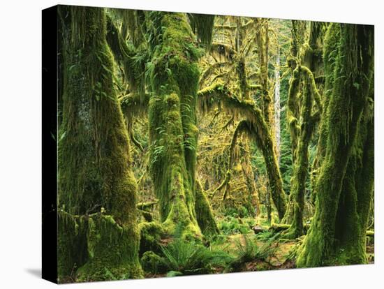 Moss covered Bigleaf Maples, Hoh Rain Forest, Olympic National Park, Washington, USA-Charles Gurche-Premier Image Canvas